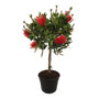 Callistemon op stam